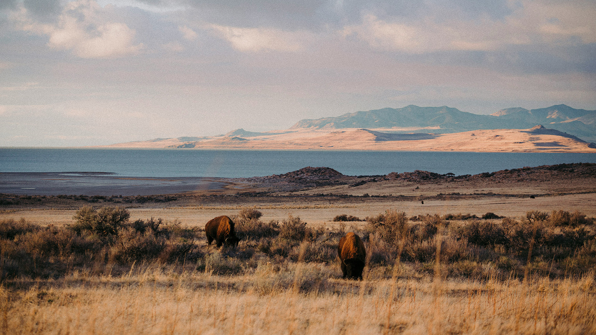 A grassland ecosystem with grazing bison