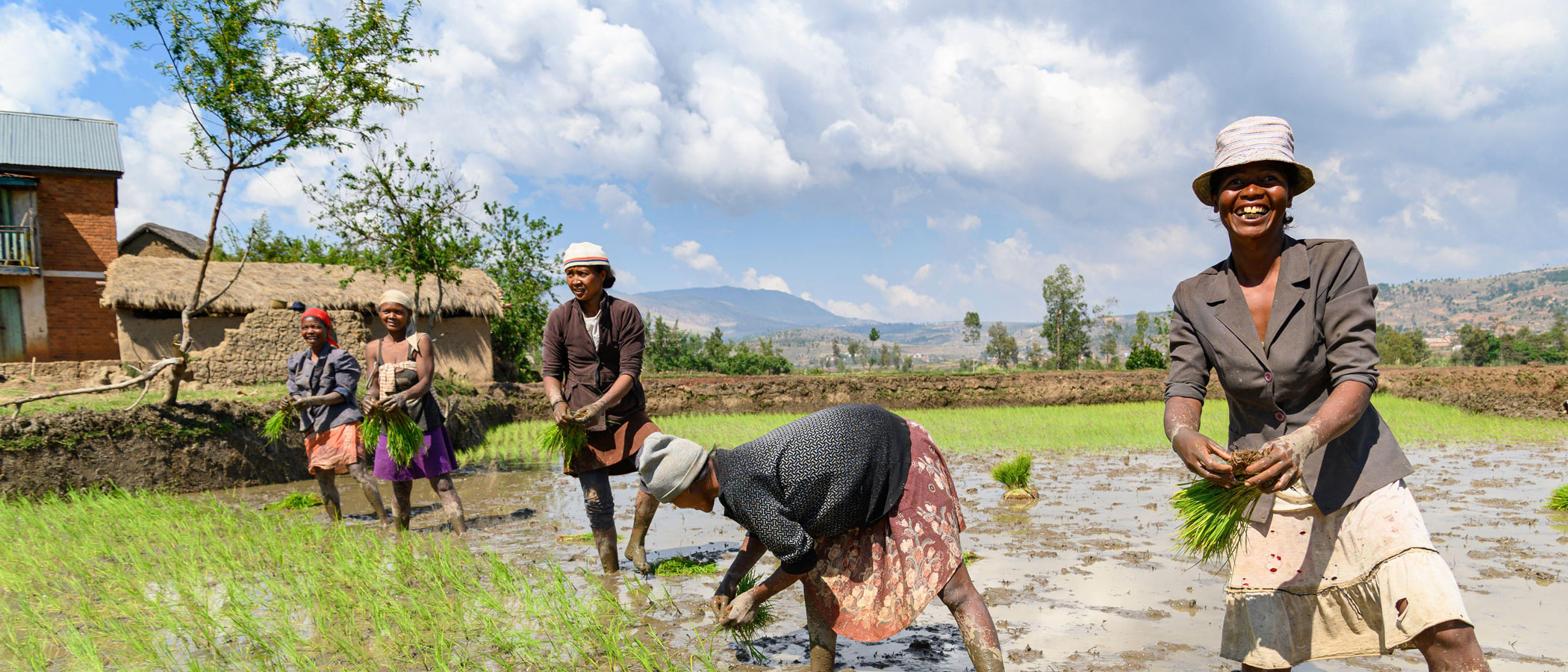 People working in rice field