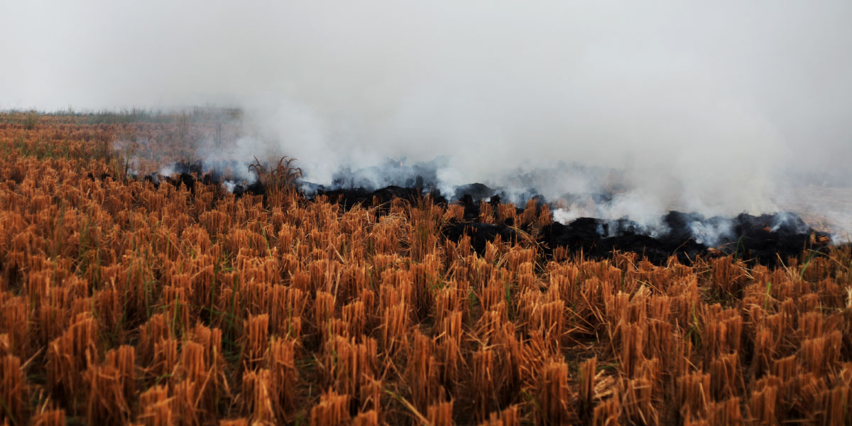 Dry rice paddy burning