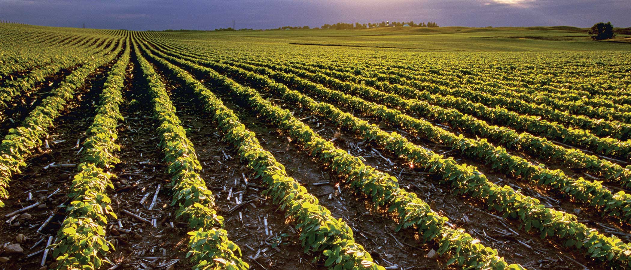 Young, no-till soybeans in central Iowa.