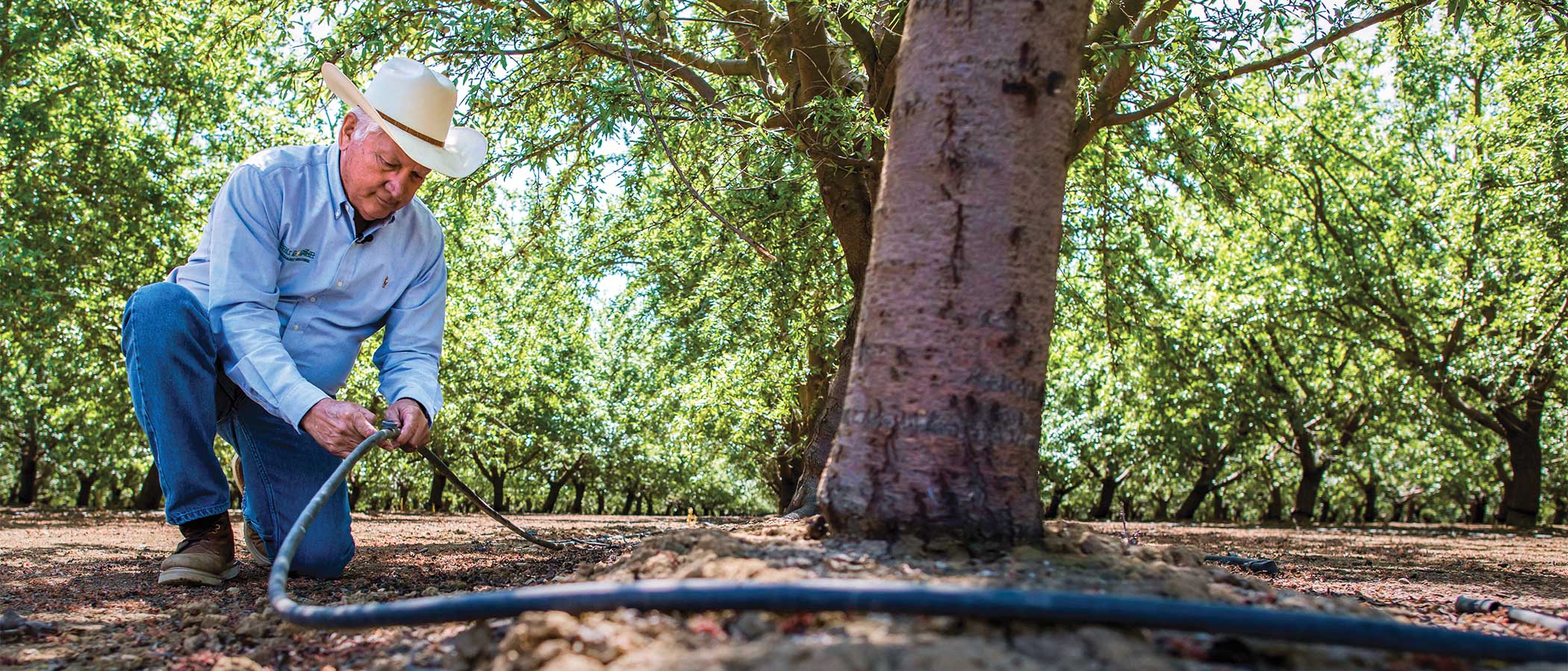 Joe Del Bosque, president of Del Bosque Farms, Inc., inspects a water hose used for drip irrigation in his almond orchard in Firebaugh, California.