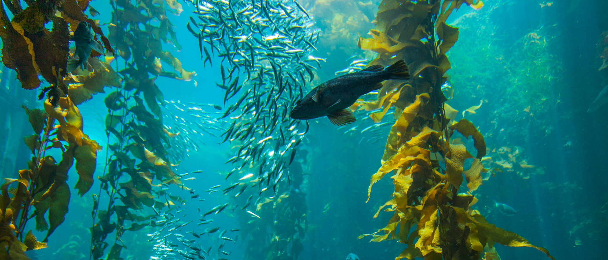 Undersea kelp forests in California