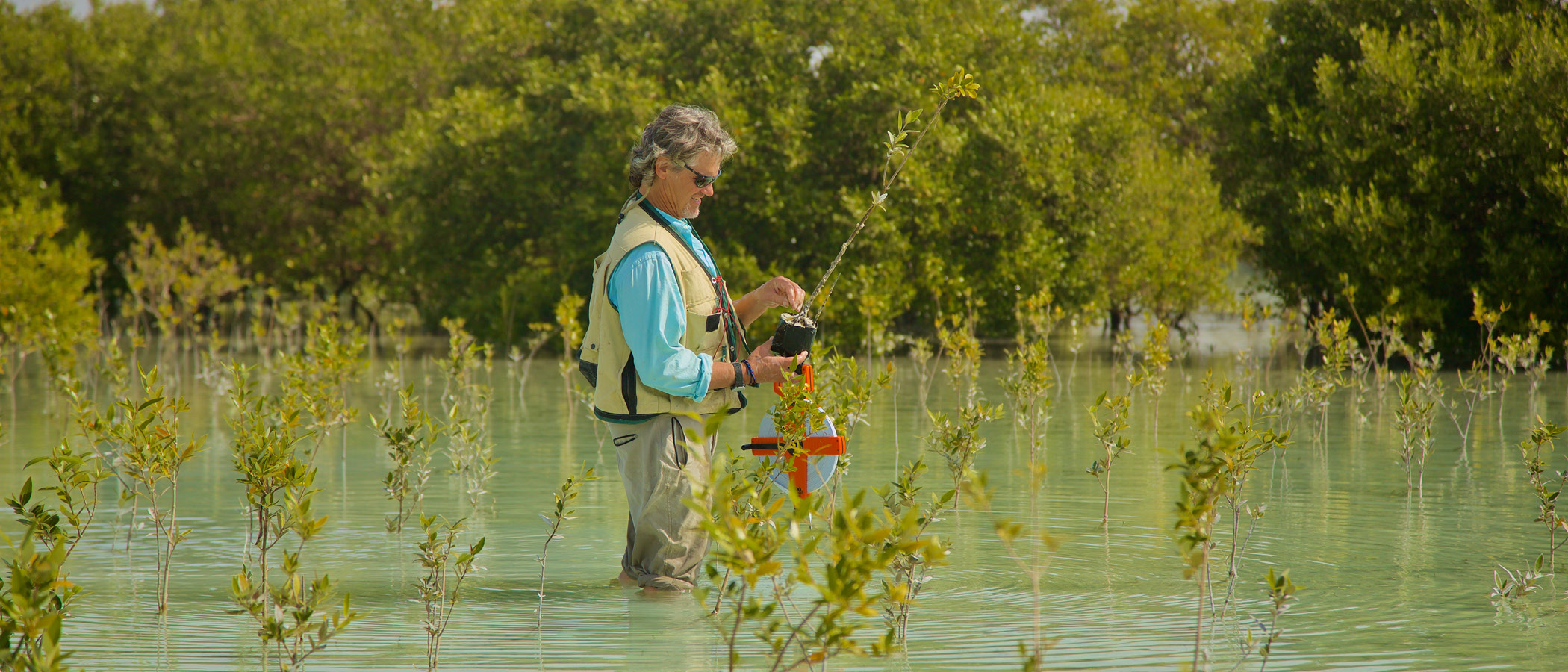 Planting mangroves as part of a blue carbon project on the Persian Gulf.