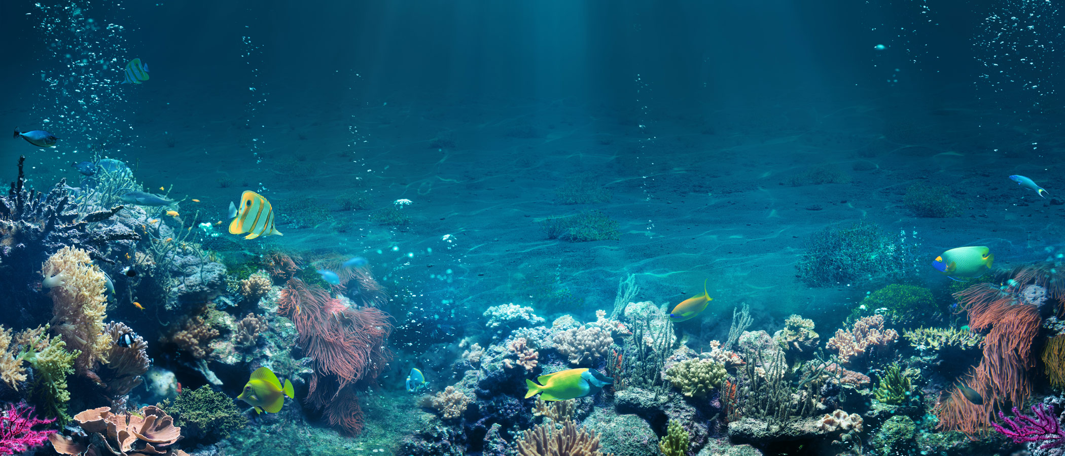 Ocean floor with coral and fish