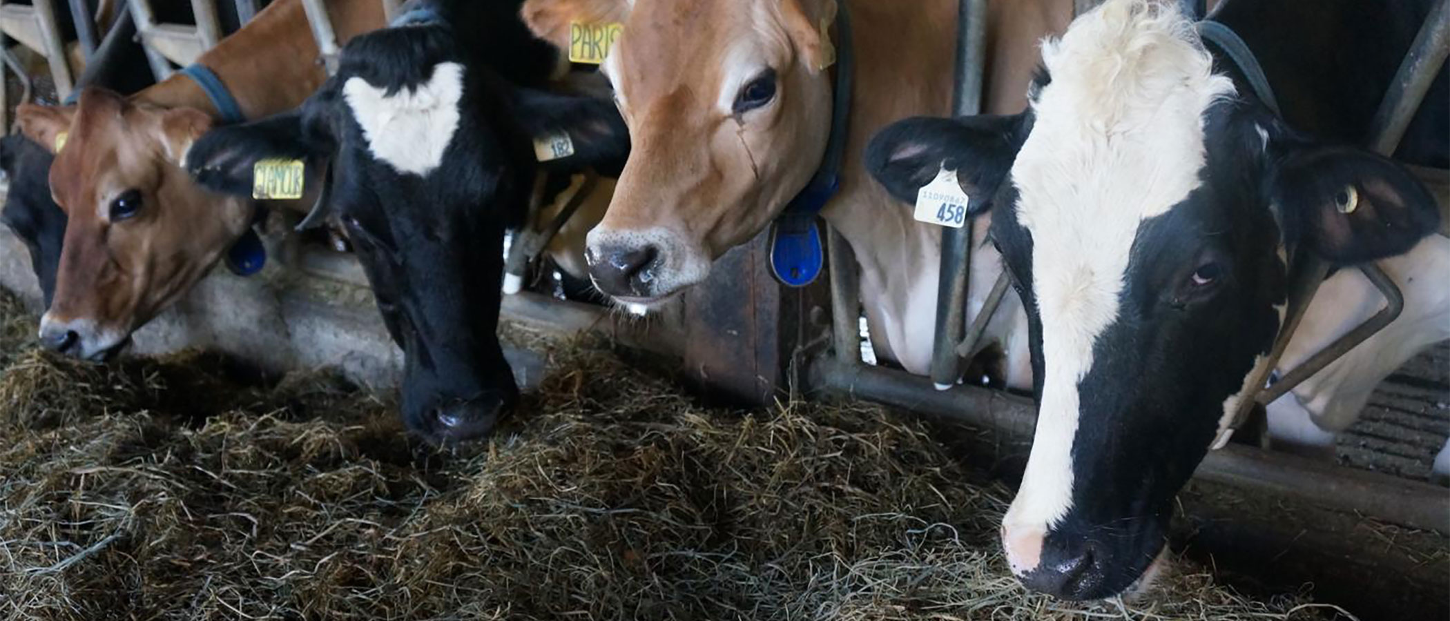 Cattle eating feed