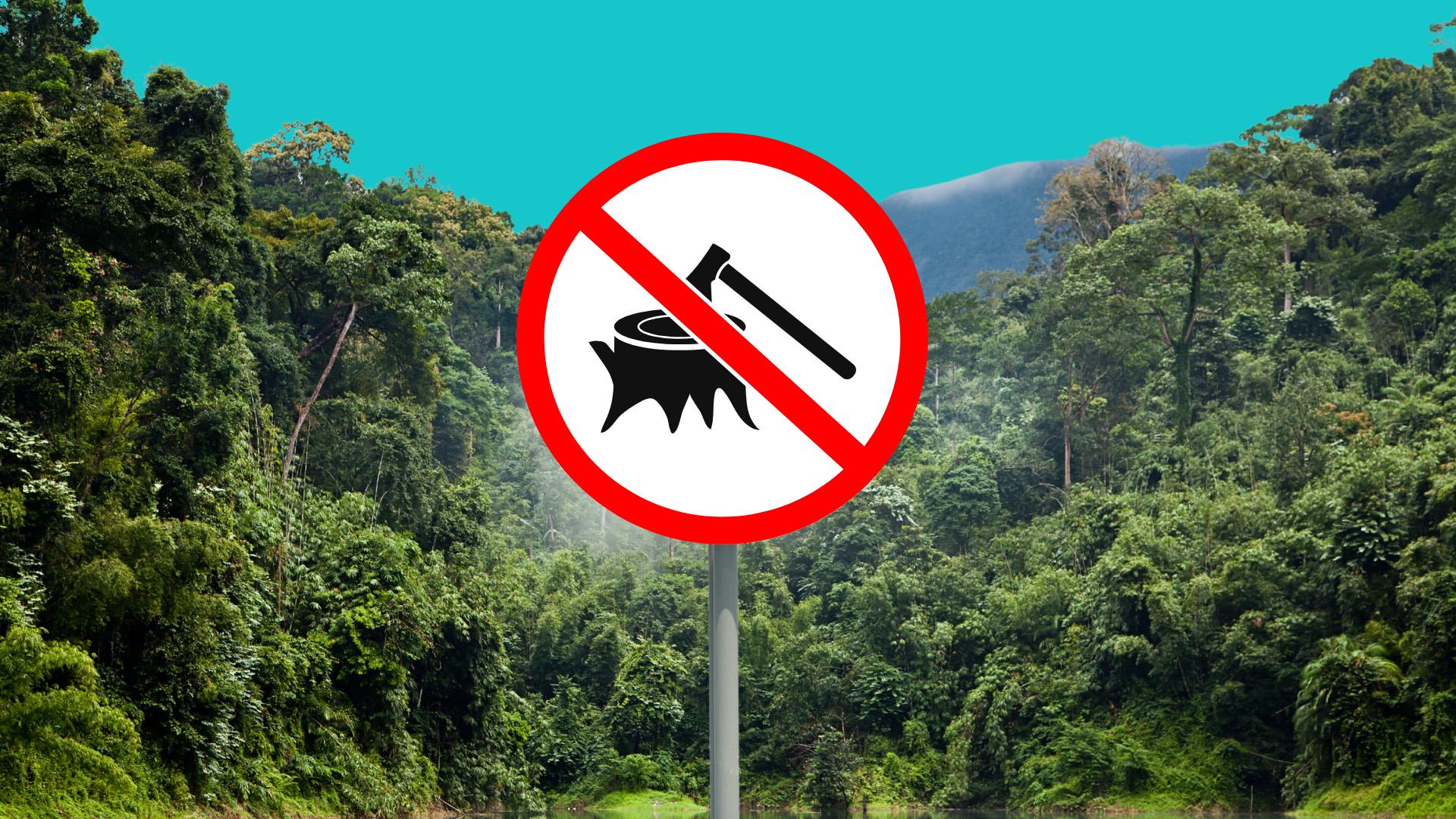 A graphic with a tropical forest in the background and a sign that implies deforestation is prohibited