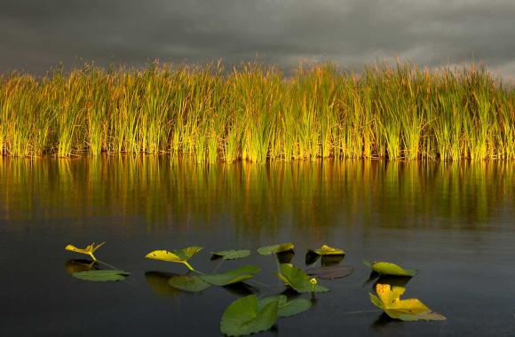 Sawgrasses and lilies in the Everglades.