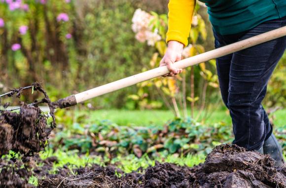 Forking manure