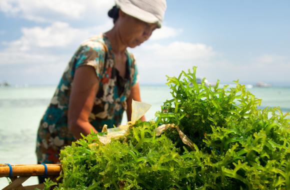 Seaweed farmer