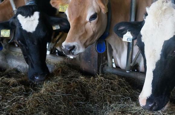 Cattle eating feed